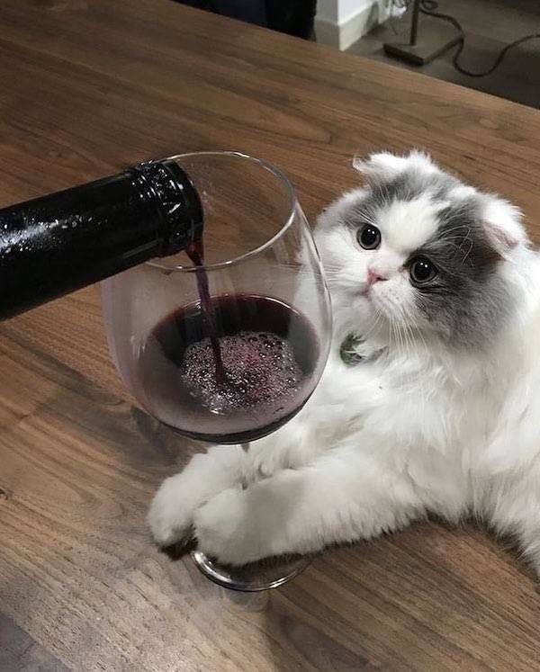 Drinking Continues!