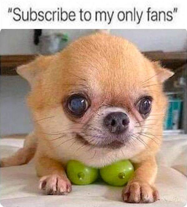 these are some naughty memes 56 pics 21.html - 56 HD Photos | Premium Gallery 2022