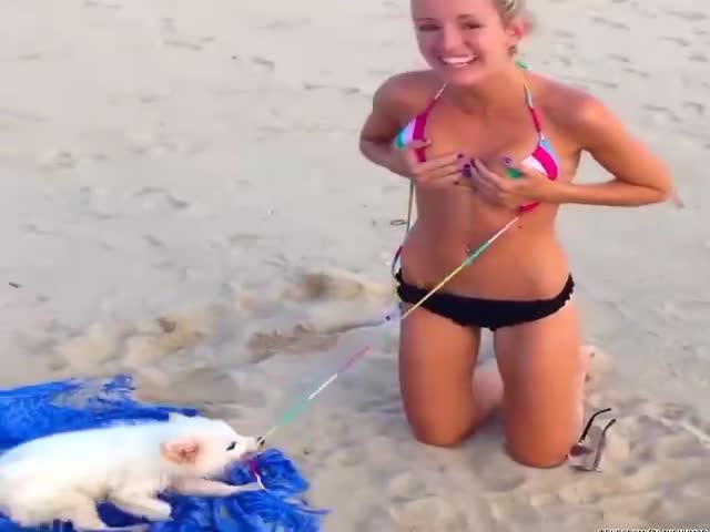 Anti-Bra Dog