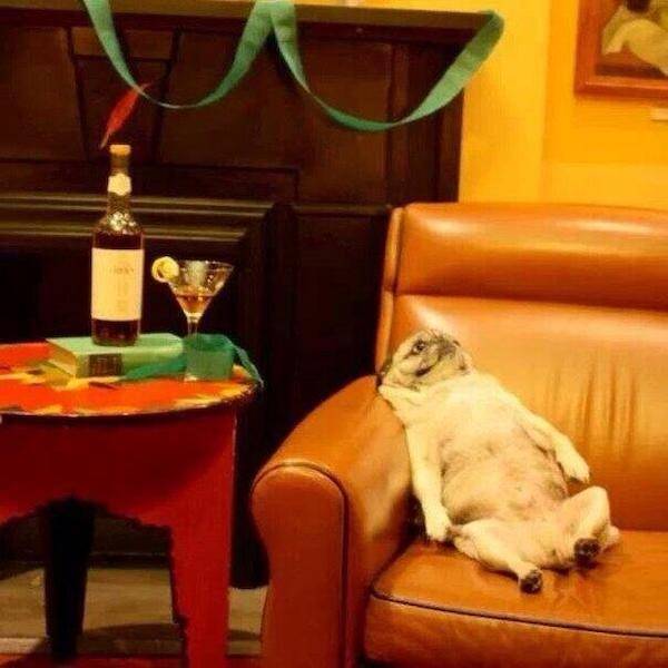 theyll never stop drinking 39 pics 2 gifs 19.html - 39 HD GIF | Premium Gallery 2023