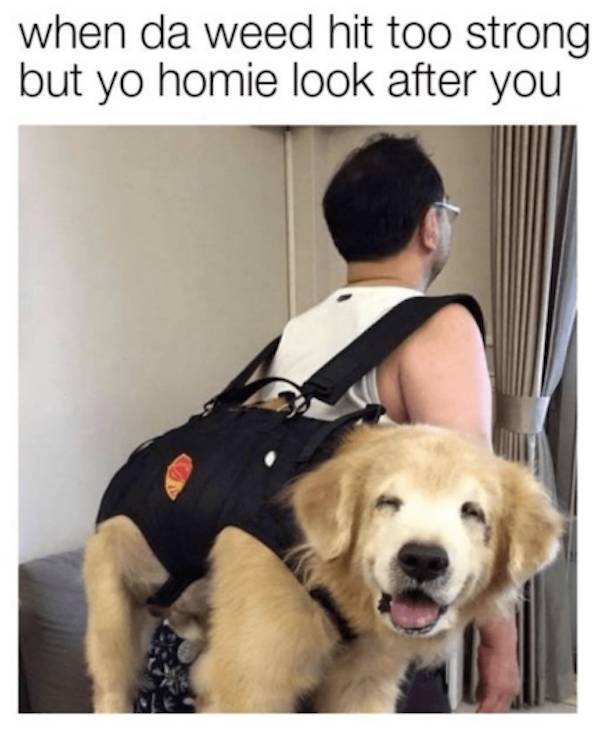 these stoner memes are already high 58 pics 17.html - 58 HD Photos | Premium Gallery 2023