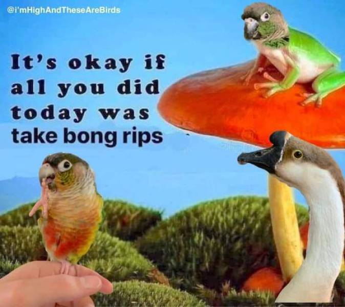 These Stoner Memes Are Already High…