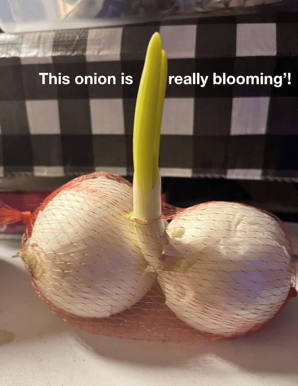 these memes are real spicy 41 pics 17.html - 41 HD Photos | Premium Gallery 2024