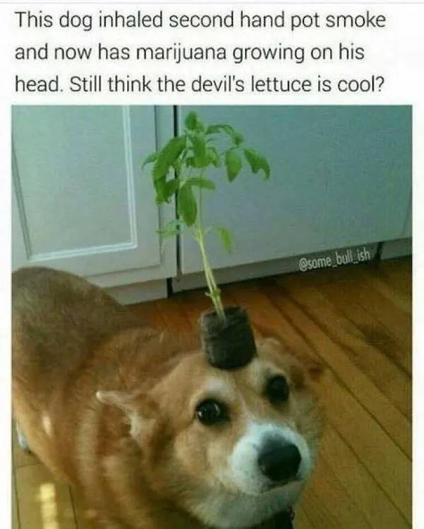 These Memes Are Already Stoned