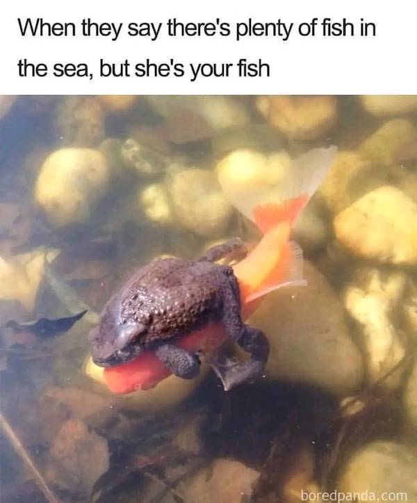 Flirty Memes To Send Your Better Half