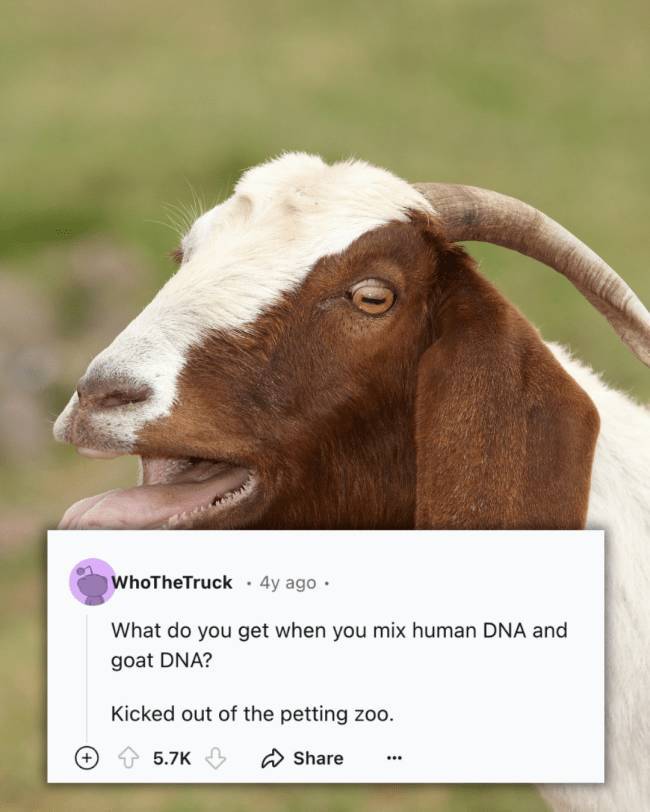 Classic, Dirty, and Snappy Jokes