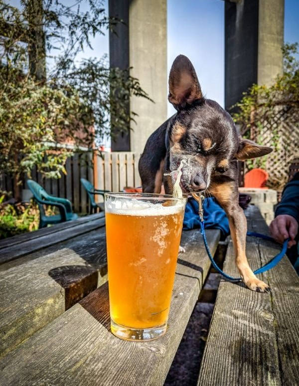 drinking never ends 42 pics 1.html - 42 HD Photos | Premium Gallery 2025