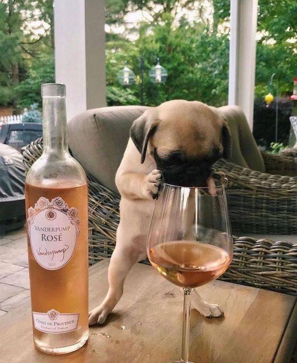 drinking never ends 40 pics 11.html - 40 HD Photos | Premium Gallery 2025