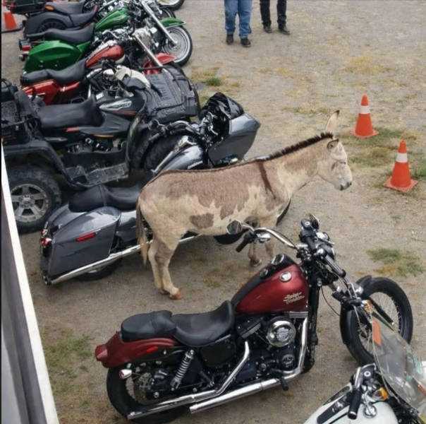 Daily Picdump