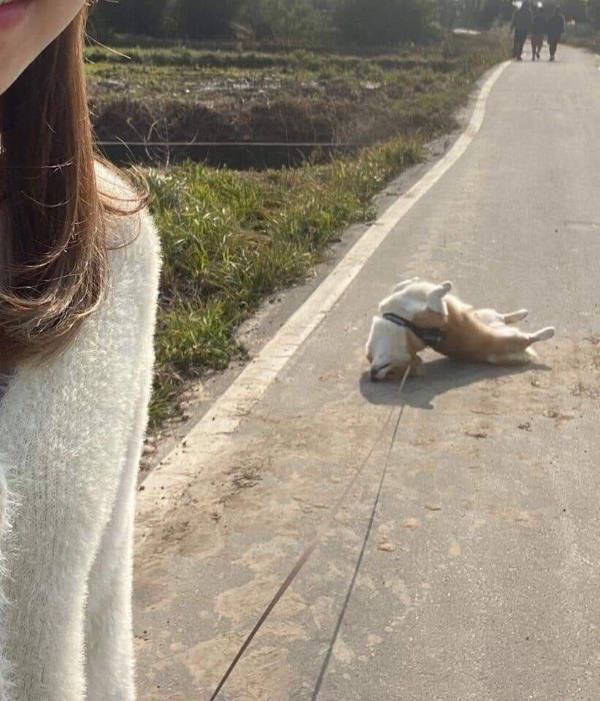 The Funniest Creatures on the Internet