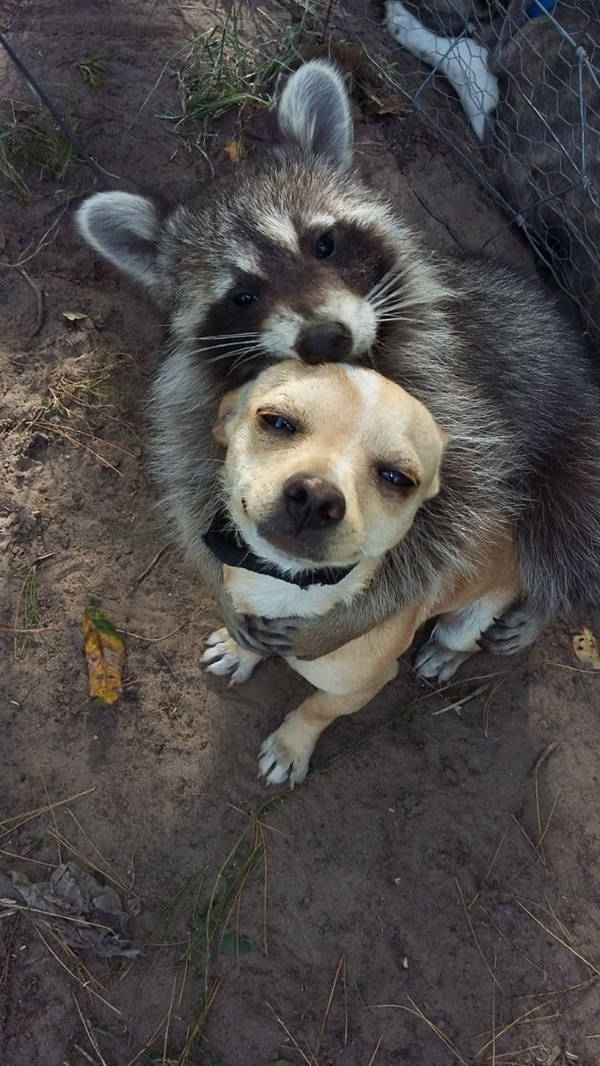 The Funniest Creatures on the Internet