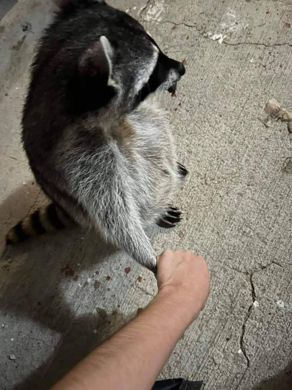 The Funniest Creatures on the Internet