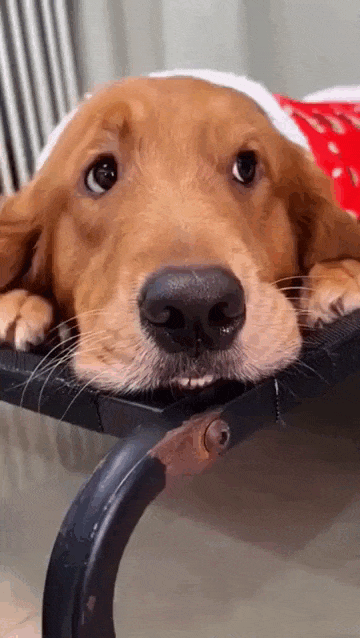 daily gifdump 53 gifs 4.html - 1 HD GIF | Premium Gallery 2026
