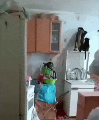 daily gifdump 53 gifs 4.html - 1 HD GIF | Premium Gallery 2026