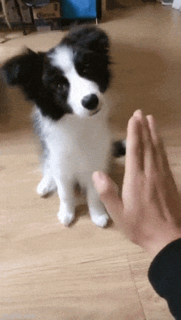 daily gifdump 53 gifs 4.html - 1 HD GIF | Premium Gallery 2026