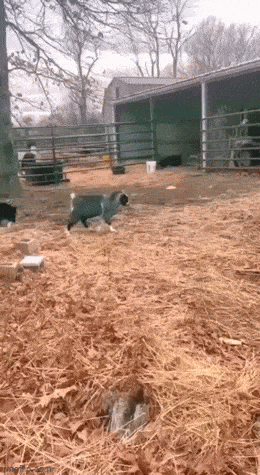 daily gifdump 53 gifs 4.html - 1 HD GIF | Premium Gallery 2026