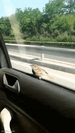 daily gifdump 53 gifs 4.html - 1 HD GIF | Premium Gallery 2026