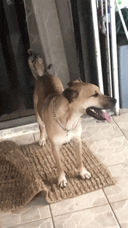 daily gifdump 53 gifs 4.html - 1 HD GIF | Premium Gallery 2026