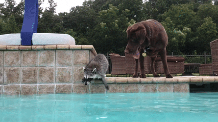 daily gifdump 53 gifs 4.html - 1 HD GIF | Premium Gallery 2026