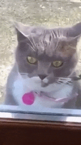 daily gifdump 53 gifs 4.html - 1 HD GIF | Premium Gallery 2026