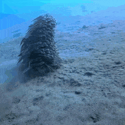 daily gifdump 53 gifs 4.html - 1 HD GIF | Premium Gallery 2026