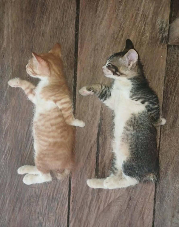 Absolutely Unexplainable Photos