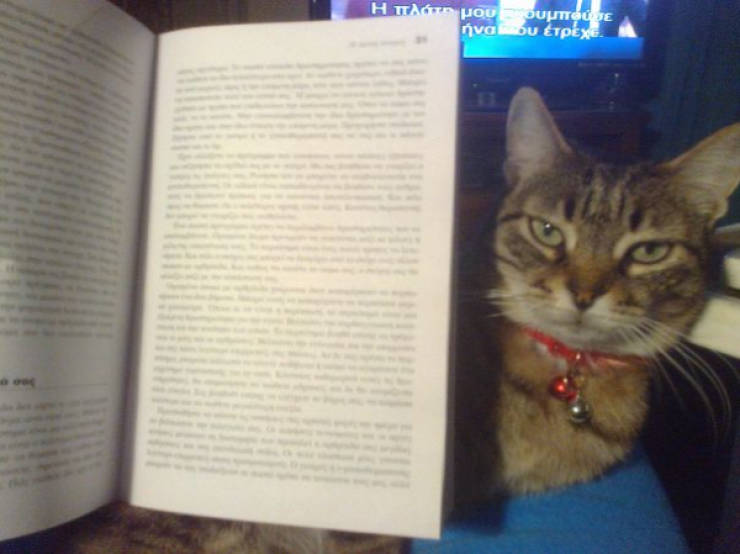 cats being absolute chaos 42 pics 2.html - 42 HD Photos | Premium Gallery 2026
