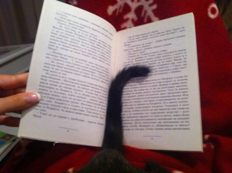 cats being absolute chaos 42 pics 2.html - 42 HD Photos | Premium Gallery 2026