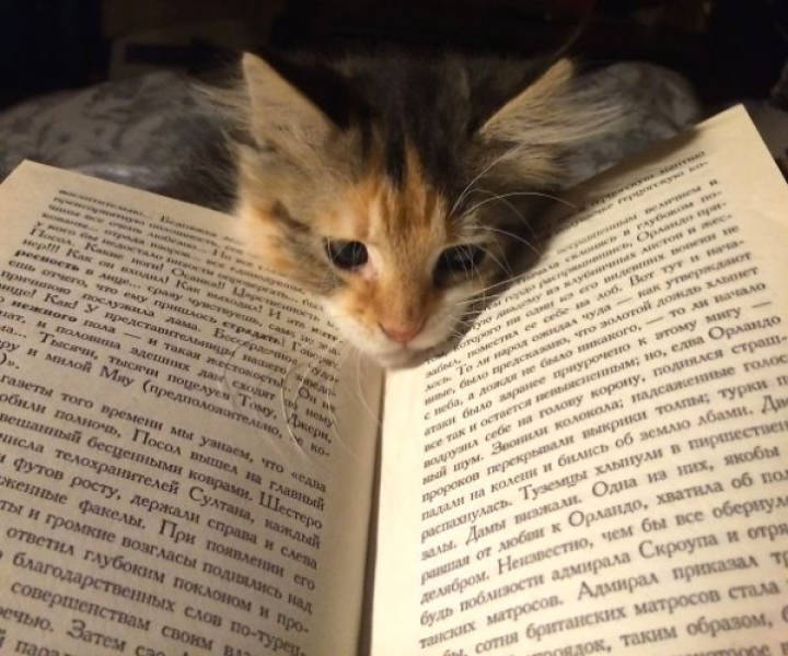 cats being absolute chaos 42 pics 2.html - 42 HD Photos | Premium Gallery 2026