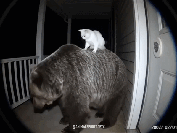 Daily Gifdump
