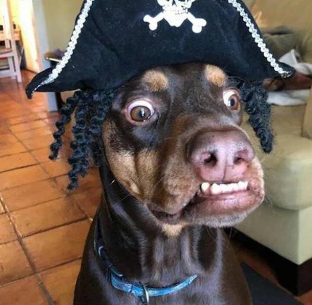 daily picdump 43 pics 1.html - 43 HD Photos | Premium Gallery 2026