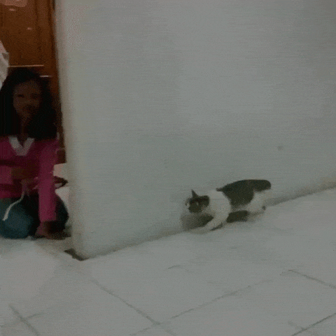 daily gifdump 47 gifs 1.html - 1 HD GIF | Premium Gallery 2026