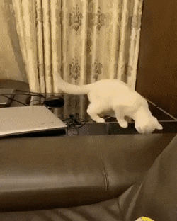 daily gifdump 47 gifs 1.html - 1 HD GIF | Premium Gallery 2026