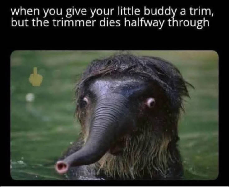 Prescribed Daily Dose of Dank Memes