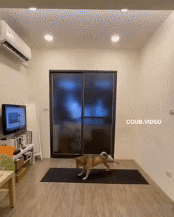 daily gifdump 54 gifs 5.html - 1 HD GIF | Premium Gallery 2026