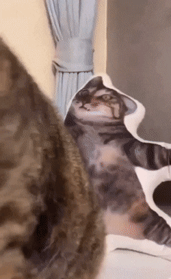 daily gifdump 54 gifs 5.html - 1 HD GIF | Premium Gallery 2026