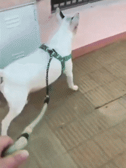daily gifdump 54 gifs 5.html - 1 HD GIF | Premium Gallery 2026