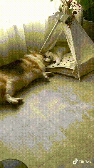 daily gifdump 54 gifs 5.html - 1 HD GIF | Premium Gallery 2026