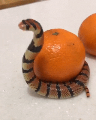 daily gifdump 54 gifs 5.html - 1 HD GIF | Premium Gallery 2026