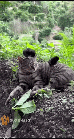 daily gifdump 48 gifs 4.html - 1 HD GIF | Premium Gallery 2026