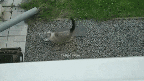 daily gifdump 48 gifs 4.html - 1 HD GIF | Premium Gallery 2026