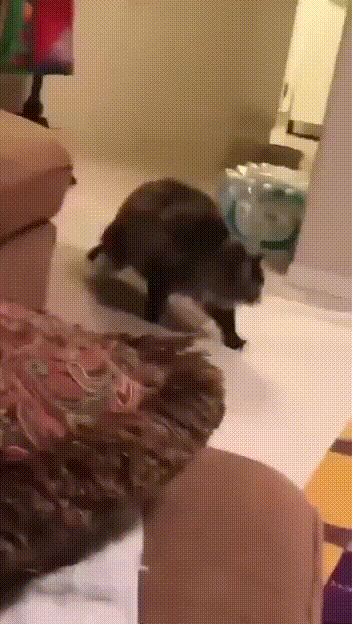 daily gifdump 48 gifs 4.html - 1 HD GIF | Premium Gallery 2026
