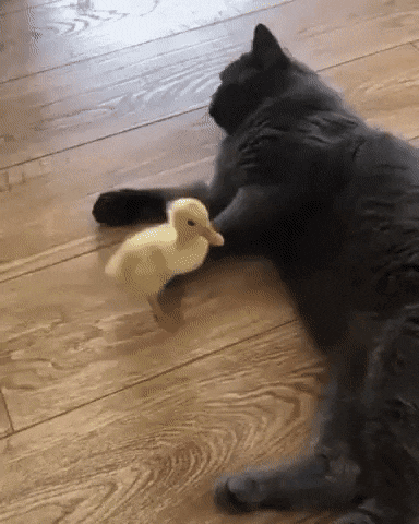daily gifdump 48 gifs 4.html - 1 HD GIF | Premium Gallery 2026