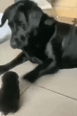 daily gifdump 48 gifs 4.html - 1 HD GIF | Premium Gallery 2026