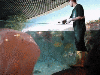 daily gifdump 48 gifs 4.html - 1 HD GIF | Premium Gallery 2026