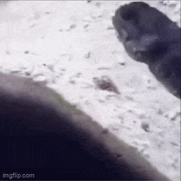 Daily Gifdump