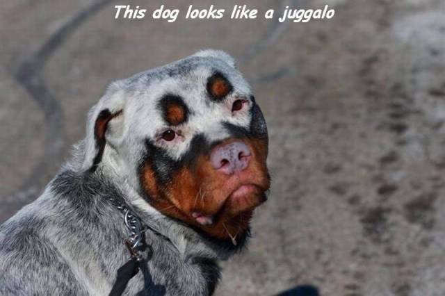 daily picdump weekend edition 74 pics 17.html - 74 HD Photos | Premium Gallery 2017