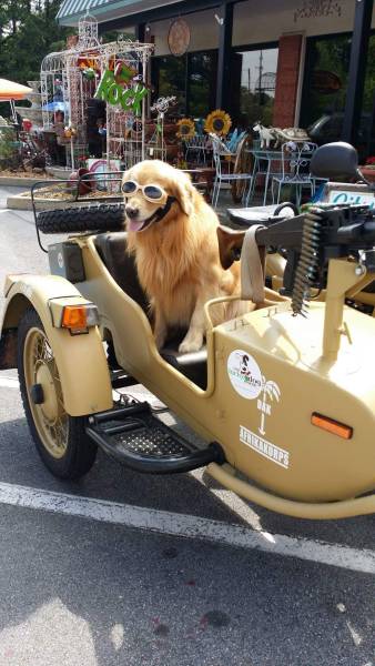 daily picdump 94 pics 11.html - 94 HD Photos | Premium Gallery 2017