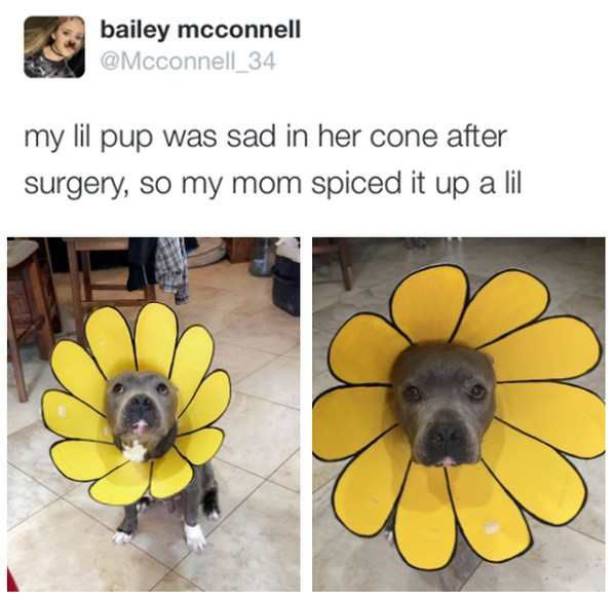 Daily Picdump