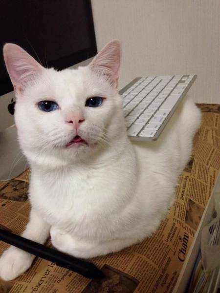 Morning Picdump